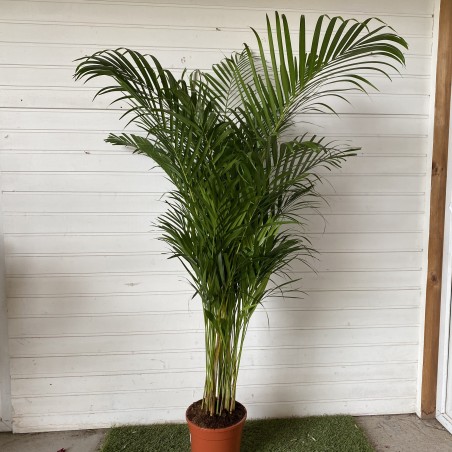 Dypsis Lutescens 160 - 170 cm