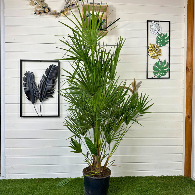 Chamaerops Humilis 130 - 150 cm