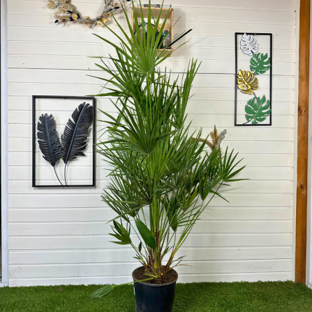 Chamaerops Humilis 130 - 150 cm