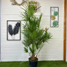 Chamaerops Humilis 130 - 150 cm