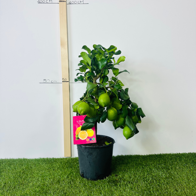 Citronnier 4 saison  70-80 cm avec fruit