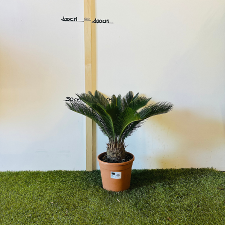 Cycas revoluta 45-50cm