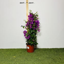 Bougainvillier 70-75 cm