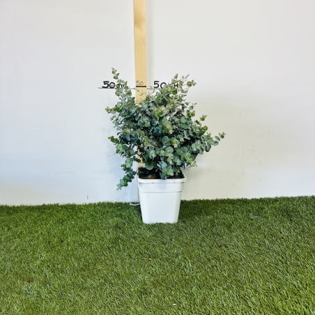 Eucalyptus Gunni 50-60 cm