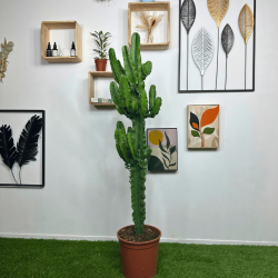Euphorbia Eritrea 140-145cm