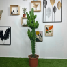 Euphorbia Eritrea 140-145cm