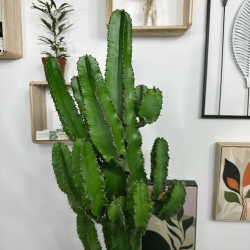 Euphorbia Eritrea 120-140 cm