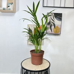 Dypsis Lutescens 70 cm