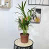Dypsis Lutescens 70 cm