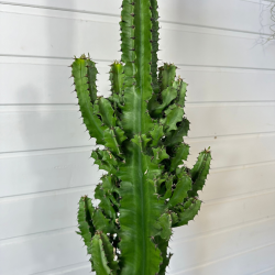 Euphorbia Eritrea 85-95 cm