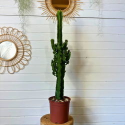 Euphorbia Eritrea 85-95 cm