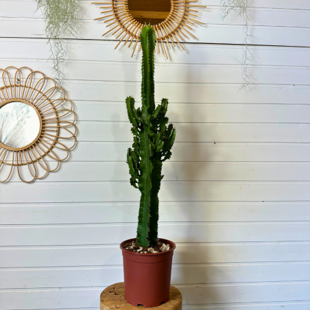 Euphorbia Eritrea 85-95 cm Euphorbia Eritrea 85-95 cm