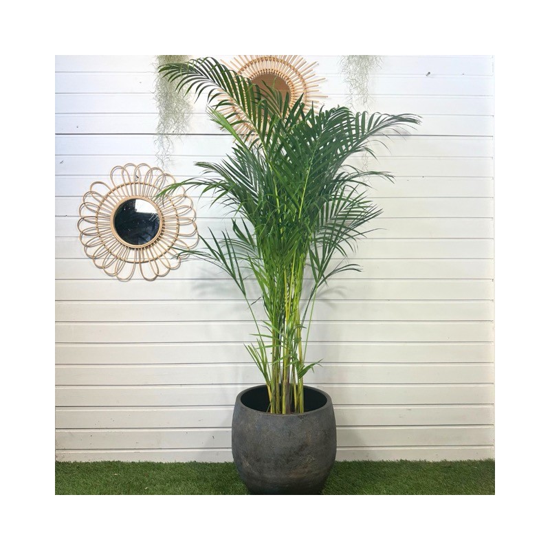 Dypsis Lutescens 140 - 150 cm