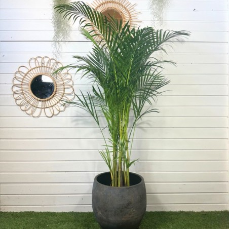 Dypsis Lutescens 140 - 150 cm Dypsis Lutescens 140 - 150 cm