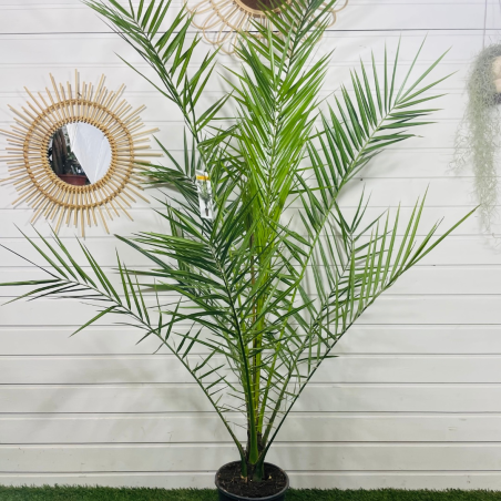 Phoenix canariensis 80-100 cm