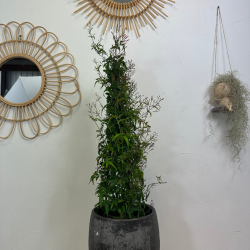 Jasmin Polyanthum 70- 80 cm