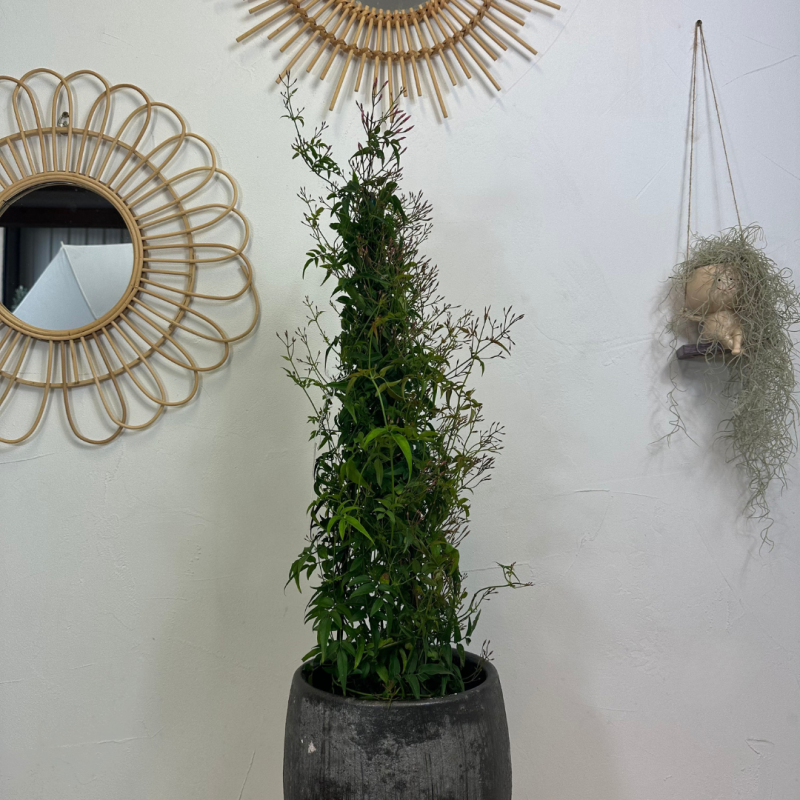 Jasmin Polyanthum 70- 80 cm
