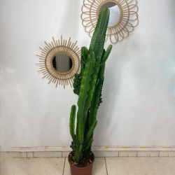 Euphorbia Eritrea 120-140 cm