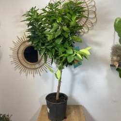 Oranger 60 - 70 cm