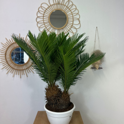Cycas revoluta 65-75cm