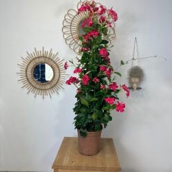 Dipladenia Rose 70 - 80 cm
