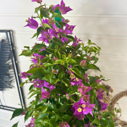 Bougainvillier 80-100 cm