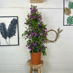 Bougainvillier 80-100 cm