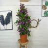 Bougainvillier 80-100 cm
