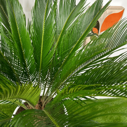 Cycas revoluta 100-110cm