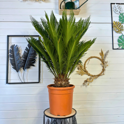 Cycas revoluta 75-85cm