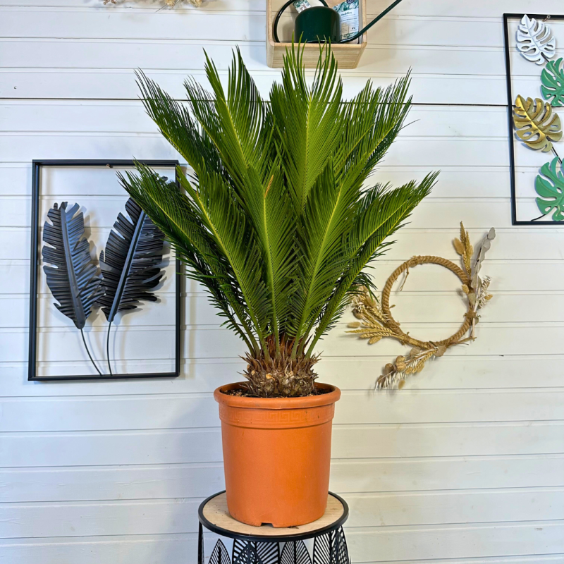 Cycas revoluta 75-85cm