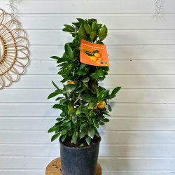 Calamondino Pyramide 60-65 cm