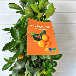 Calamondino Pyramide 60-65 cm