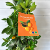 Calamondino Pyramide 60-65 cm