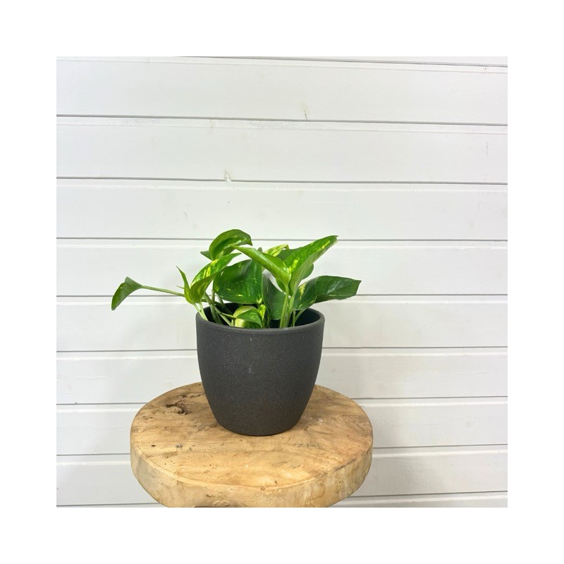 Epipremnum Aureum 15 cm