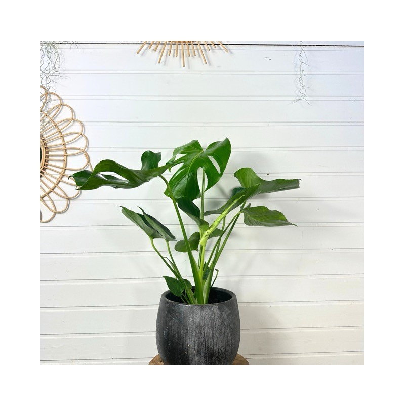 Monstera Deliciosa 60 - 70  cm