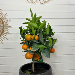 Clémentinier avec fruits 90 - 100 cm