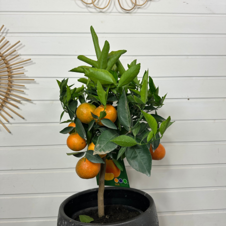 Clémentinier avec fruits 90 - 100 cm Clémentinier avec fruits 90 - 100 cm