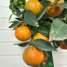 Clémentinier avec fruits 70-80 cm