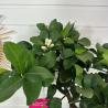 Citronnier 4 saison  70-80 cm avec fruit