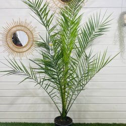 Phoenix canariensis 150-160 cm