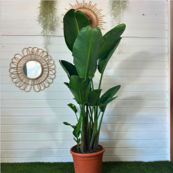 Strelitzia Nicolai 130-150 cm
