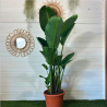 Strelitzia Nicolai 130-150 cm
