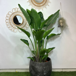 Strelitzia 130-160 cm