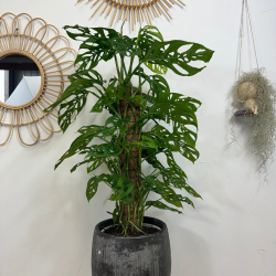 Monstera Monkey Leaf 65 - 75 cm