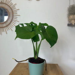 Monstera Deliciosa 15-30 cm
