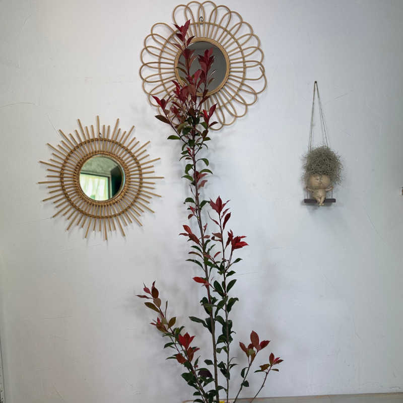 Photinia 110-130cm