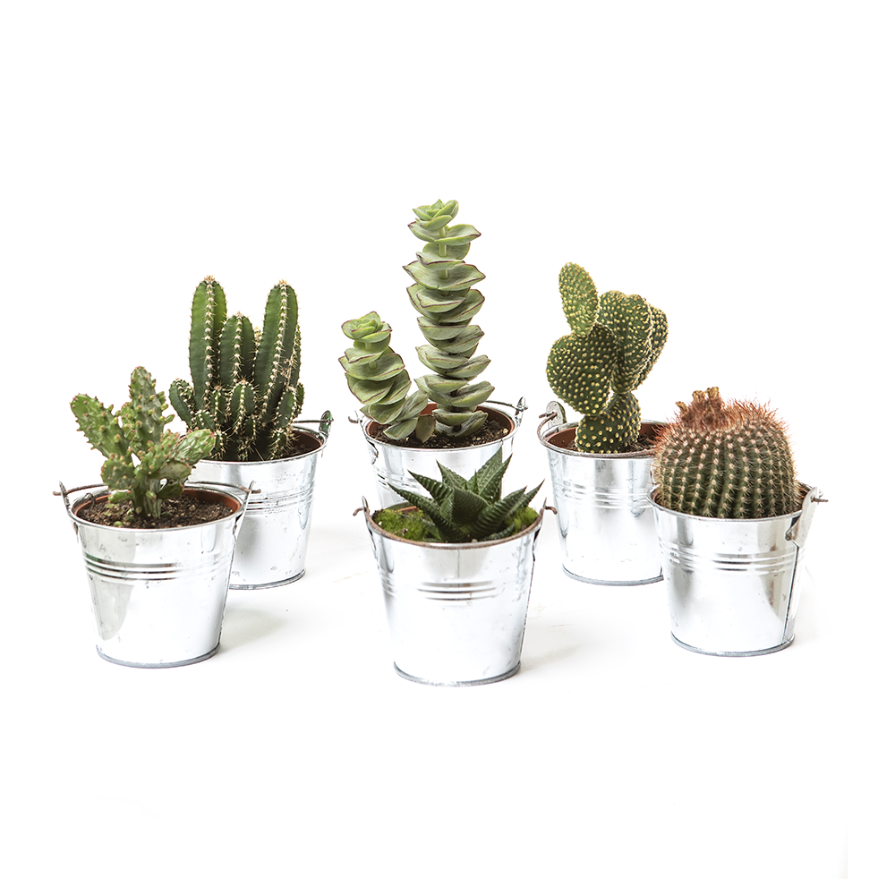 Cactus Pot Vente de Valence PlantesAddict Cactus Pot Vente de Valence PlantesAddict