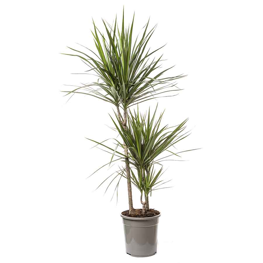 Image fiche d'entretien pour Dracaena