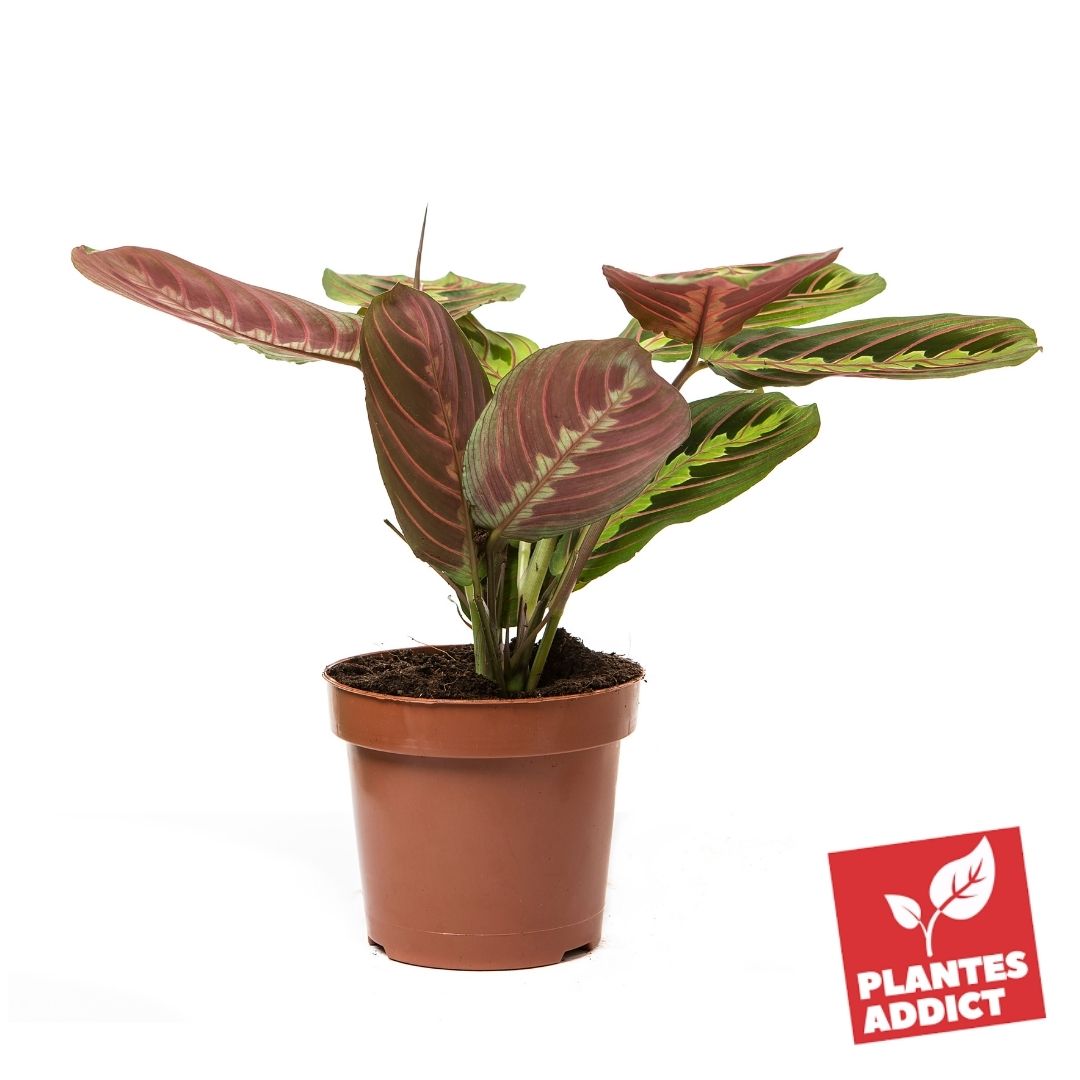 Plante Maranta Fascinator - Pot 20-30cm - Plante D'intérieur Tricolore Pour Débutants